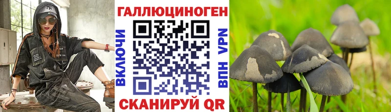 Псилоцибиновые грибы Psilocybine cubensis  Череповец 